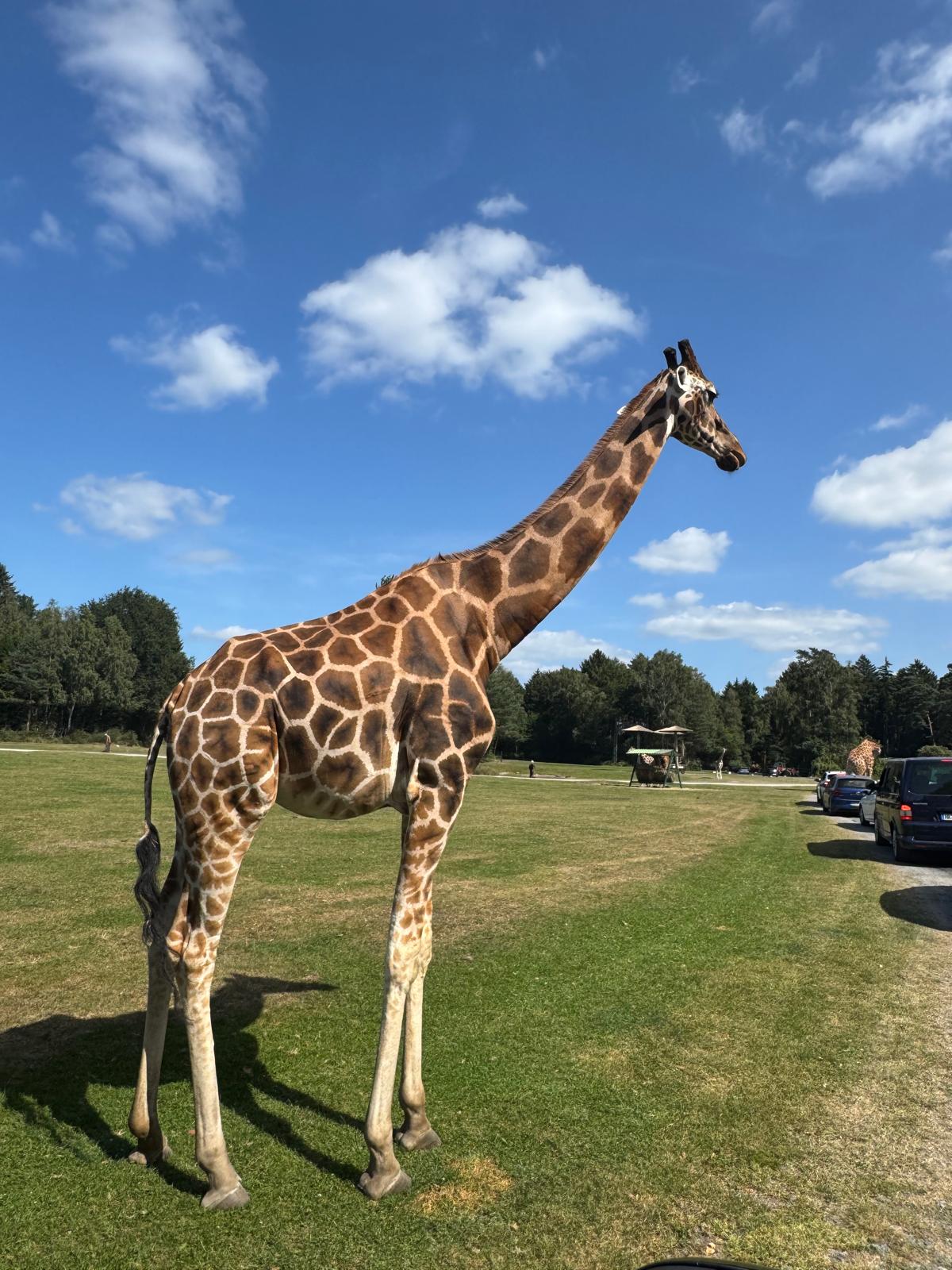 Giraffe im Serengeti-Park Hodenhagen